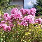 Flox metlinatý (Phlox paniculata) ‘SWEET SUMMER MELODY’® - kont. C1,5L